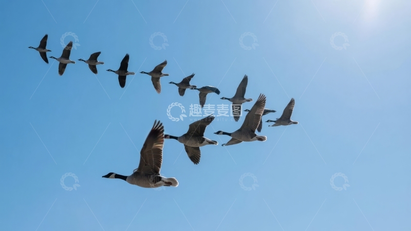 高清大图下载【趣麦麦图】一群大雁在晴朗天空中排成人字形飞行