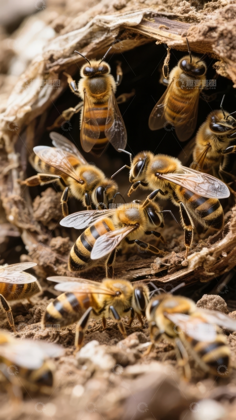 高清大图下载【趣麦麦图】多只蜜蜂在树洞巢穴内外活动