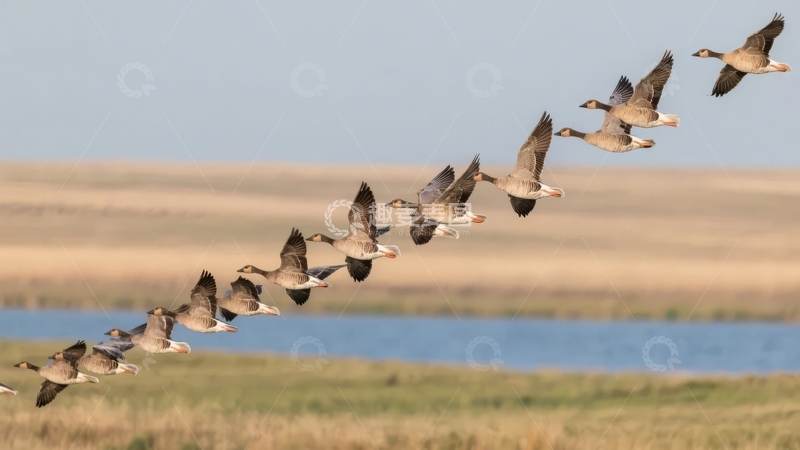 高清大图下载【趣麦麦图】一群候鸟在蓝天下的湿地环境中排成人字形飞行