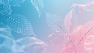 蓝粉渐变背景中的半透明叶片光影效果