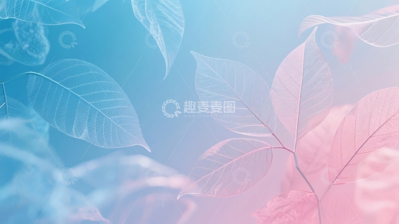 高清大图下载【趣麦麦图】蓝粉渐变背景中的半透明叶片光影效果