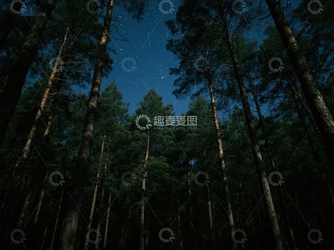 夜空下的森林