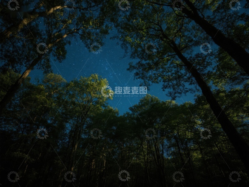 高清大图下载【趣麦麦图】夜空下的森林剪影