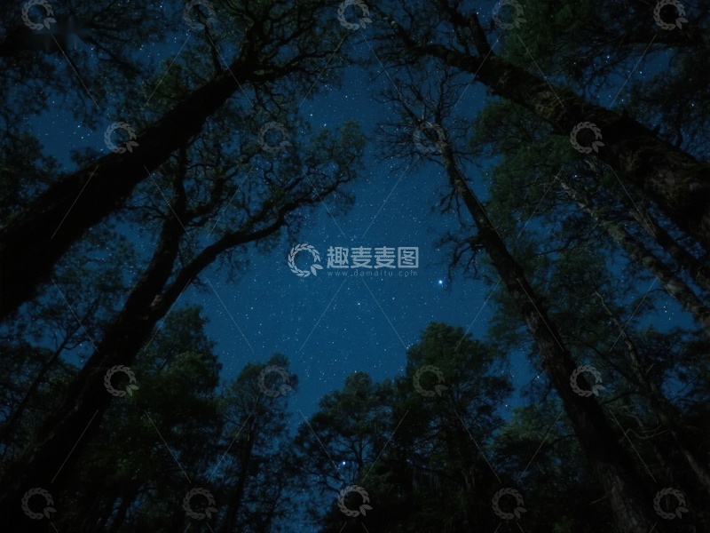 高清大图下载【趣麦麦图】夜空下的森林剪影