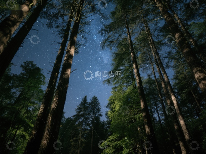 高清大图下载【趣麦麦图】夜空下的森林