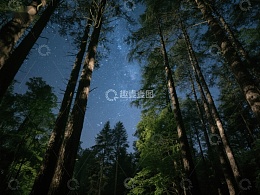 夜空下的森林