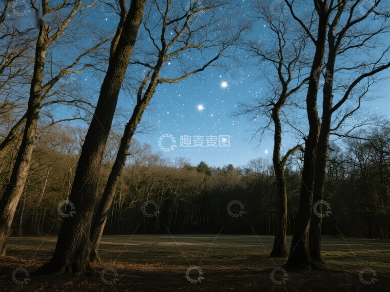 高清大图下载【趣麦麦图】夜空下的森林景象