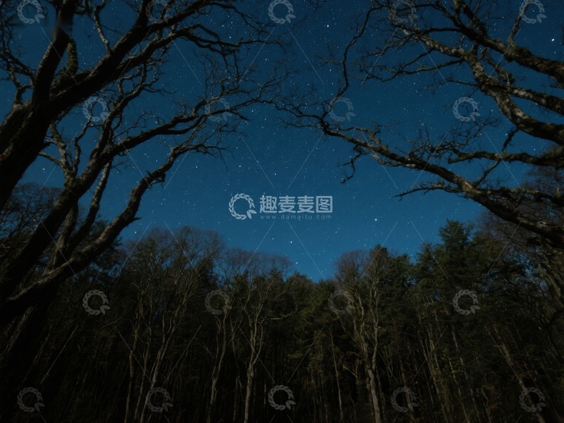 高清大图下载【趣麦麦图】夜空下的森林剪影