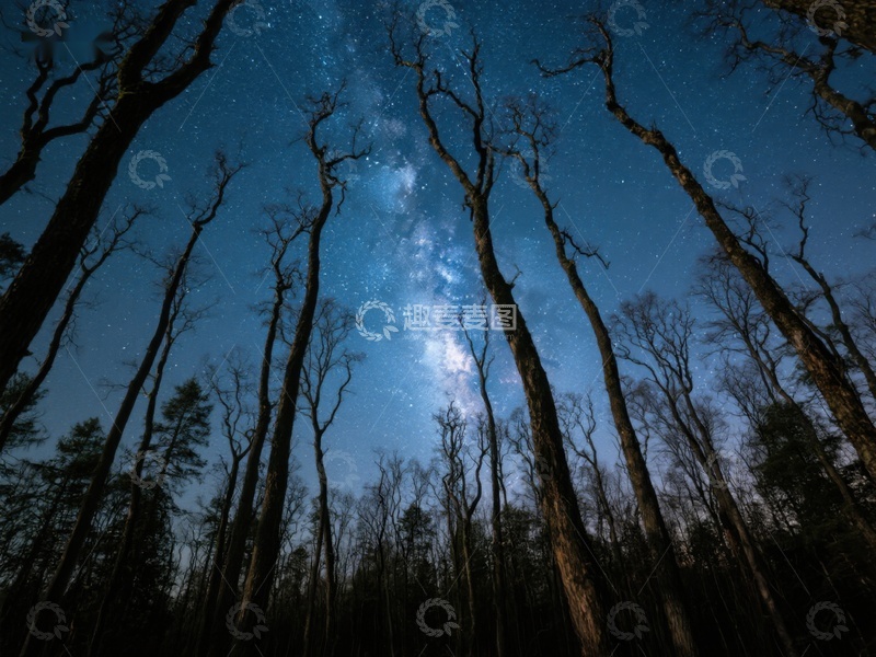 高清大图下载【趣麦麦图】夜空下的森林剪影