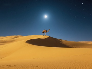 月光下的沙漠骆驼