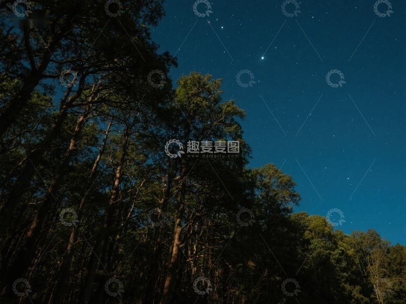 高清大图下载【趣麦麦图】夜空下的森林剪影