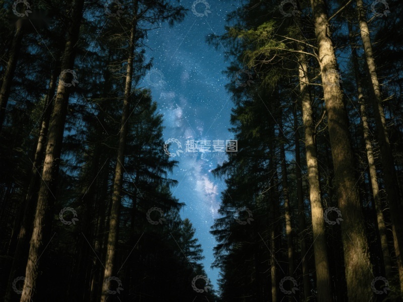 高清大图下载【趣麦麦图】夜空下的森林