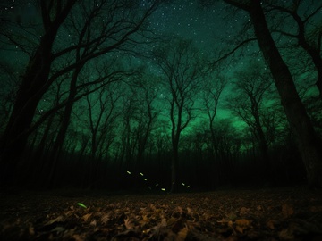 夜林中的萤火虫与极光