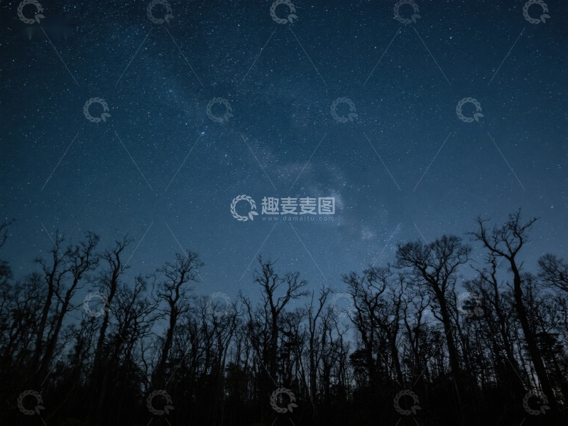 高清大图下载【趣麦麦图】夜空下的森林剪影