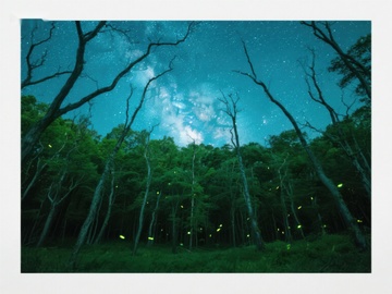夜空下的萤火虫森林