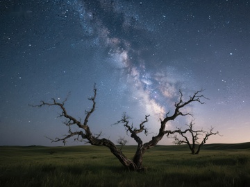 夜空下的枯树与银河