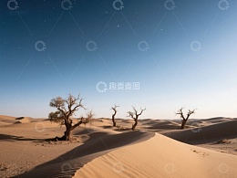 沙漠中的孤树与星空