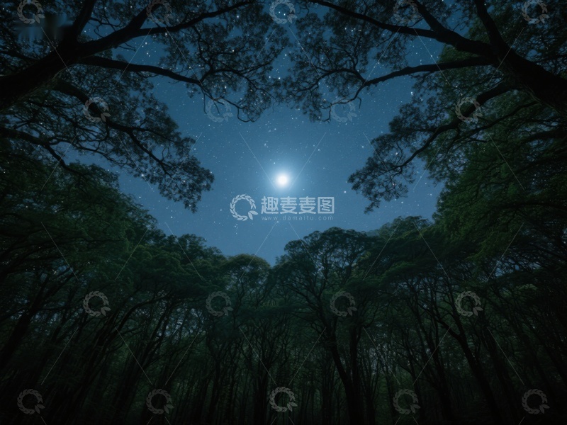 高清大图下载【趣麦麦图】夜空下的森林剪影