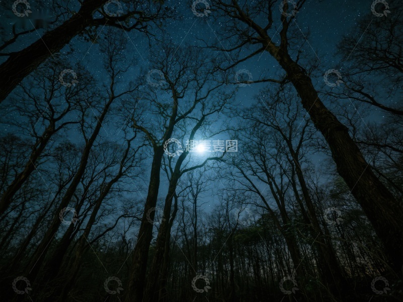 高清大图下载【趣麦麦图】月光穿透树林的夜景
