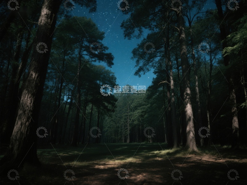 高清大图下载【趣麦麦图】夜幕森林，星光点点
