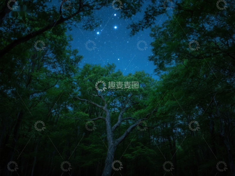 高清大图下载【趣麦麦图】夜空下的森林