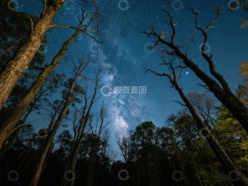 高清大图下载【趣麦麦图】夜空下的森林剪影