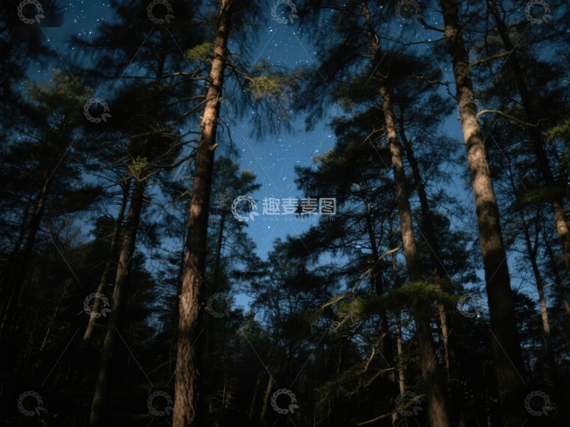 高清大图下载【趣麦麦图】夜空下的森林剪影