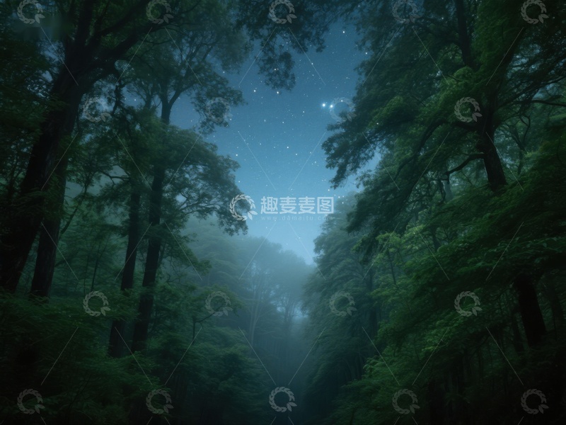 高清大图下载【趣麦麦图】夜幕森林，星光点点