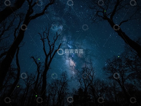 夜空银河与树影交织的美景
