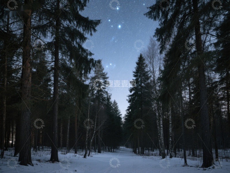 高清大图下载【趣麦麦图】冬夜森林，星光闪烁