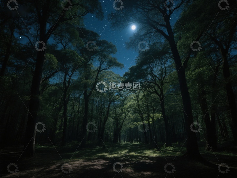 高清大图下载【趣麦麦图】月光下的森林小径