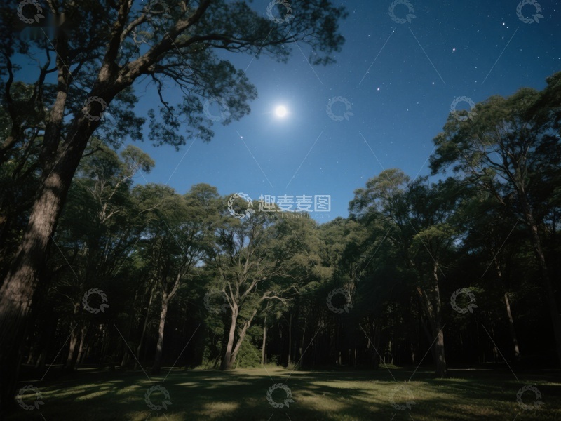 高清大图下载【趣麦麦图】月光下的森林夜景