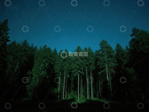 夜空下的森林