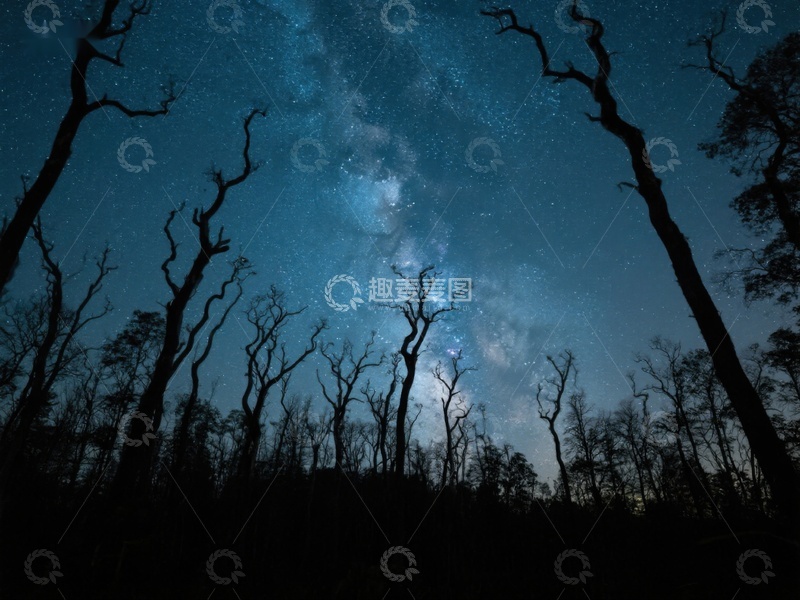 高清大图下载【趣麦麦图】夜空下的森林剪影