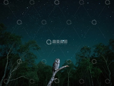 夜空下栖息的猫头鹰