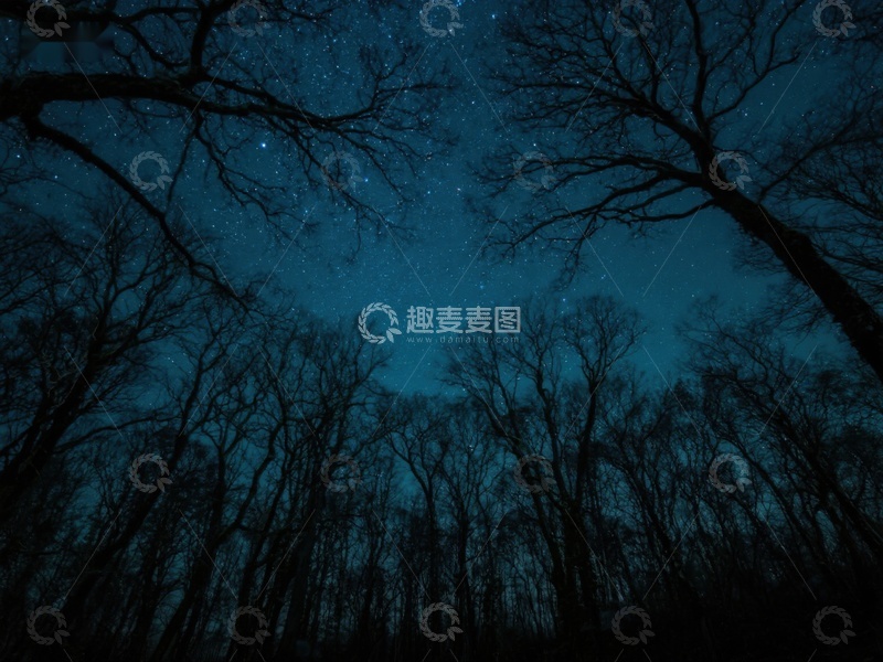 高清大图下载【趣麦麦图】夜空下的森林剪影