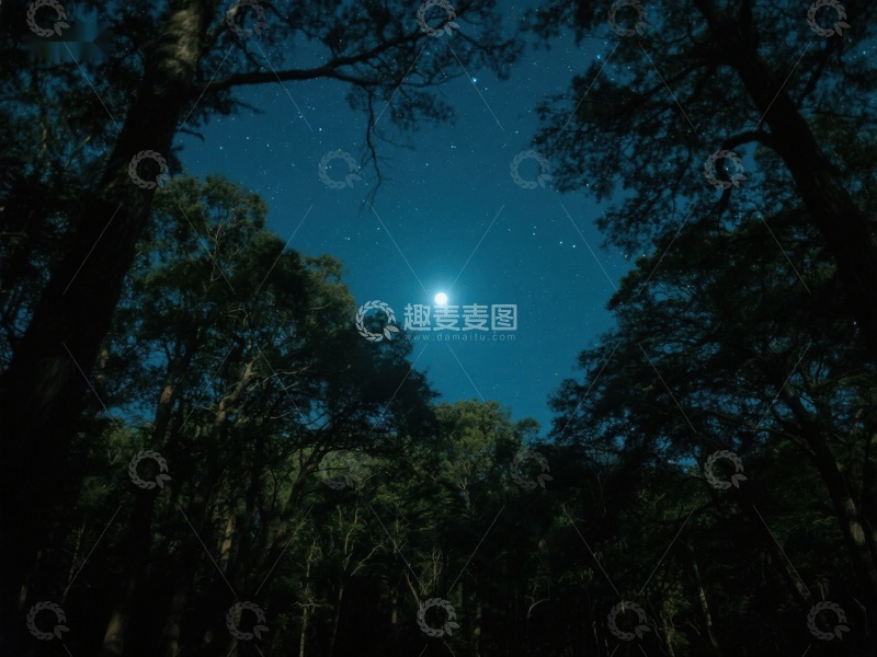 高清大图下载【趣麦麦图】夜空下的森林剪影