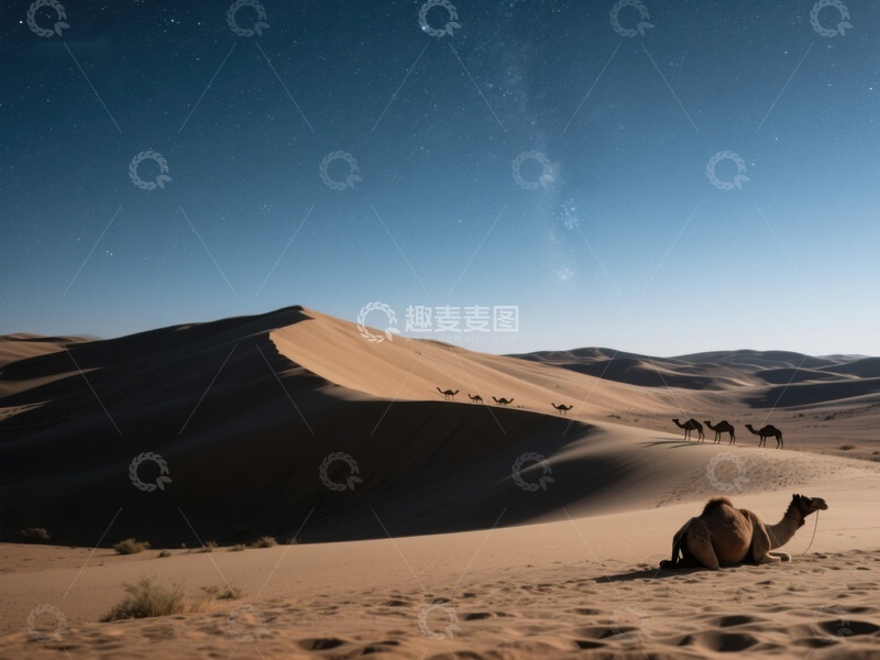 高清大图下载【趣麦麦图】夜空下的沙漠骆驼