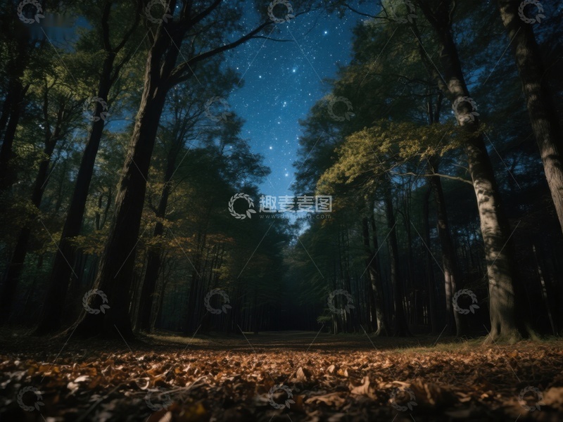 高清大图下载【趣麦麦图】夜幕森林，星光点点