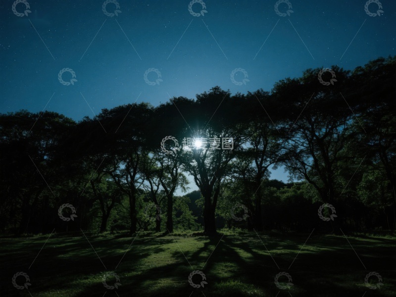 高清大图下载【趣麦麦图】月光穿透树林的夜景