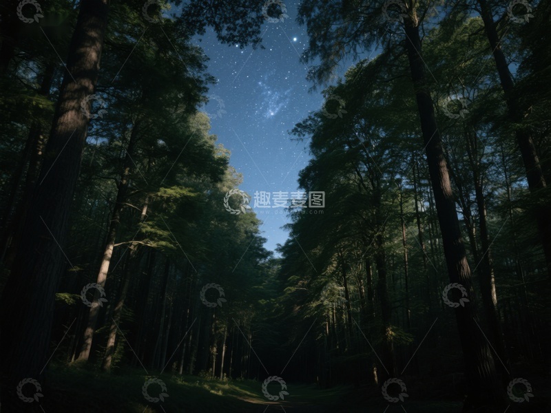 高清大图下载【趣麦麦图】夜空下的森林小径