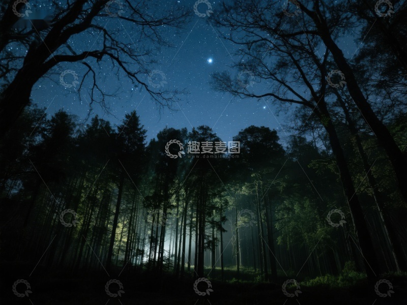 高清大图下载【趣麦麦图】夜幕森林，星光点点