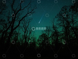 夜空流星划过树林剪影