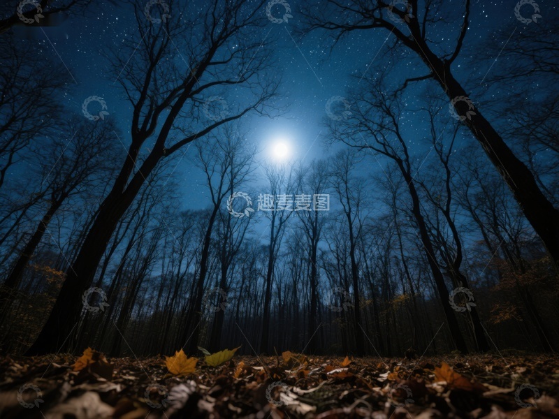 高清大图下载【趣麦麦图】月光下的森林夜景