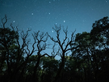 夜空下的枯树剪影