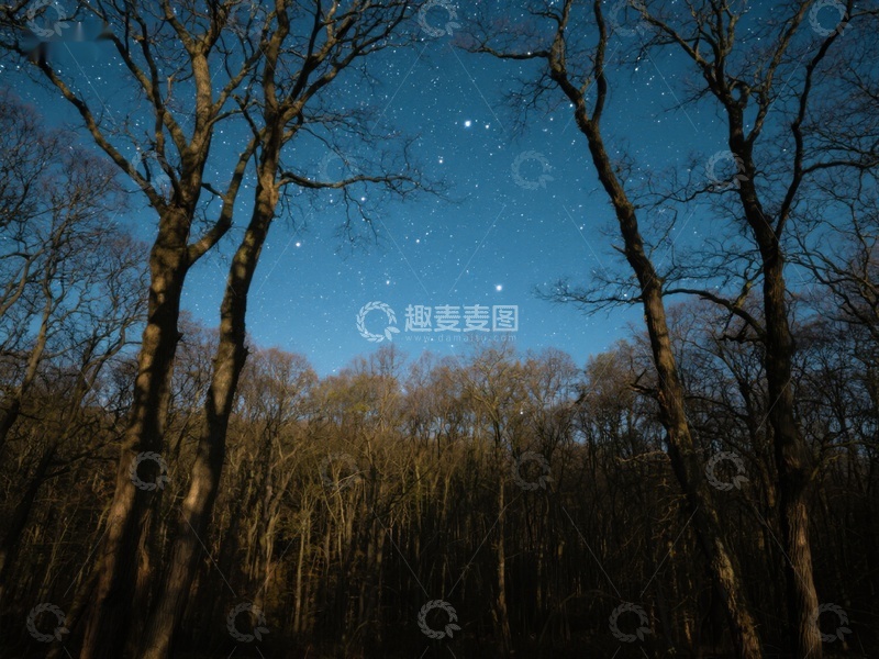 高清大图下载【趣麦麦图】夜空下的寂静森林