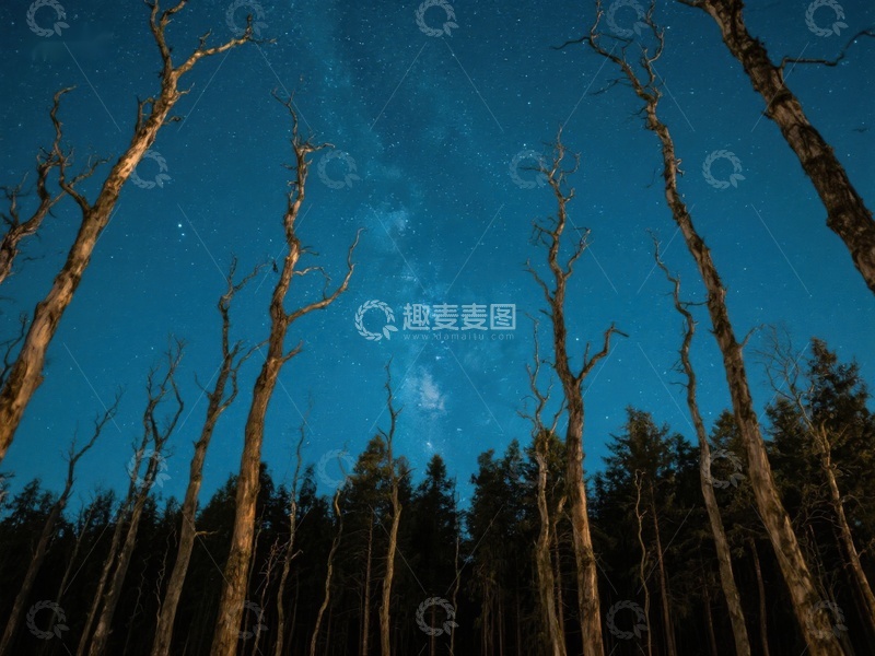 高清大图下载【趣麦麦图】夜空下的枯树森林