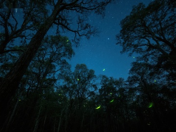 夜空下萤火虫闪烁的森林