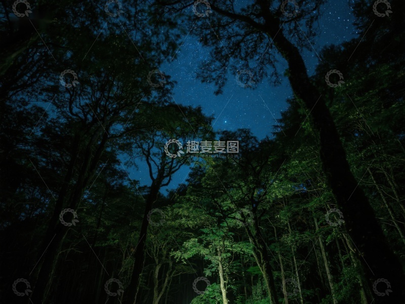 高清大图下载【趣麦麦图】夜空下的森林