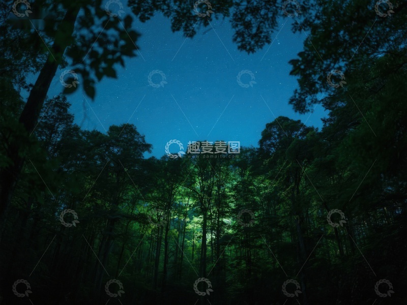高清大图下载【趣麦麦图】夜幕下的森林，星光闪烁